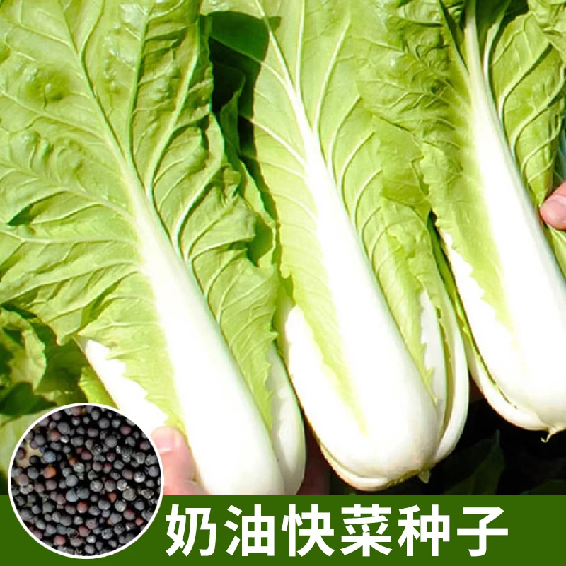 【1包1.88元】奶油快菜种子四季小白菜籽早熟简单易种20天速生菜孑
