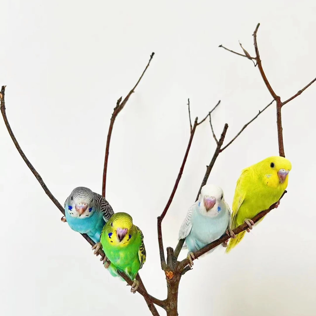 手玩鹦鹉鹦鹉活体宠物鹦鹉