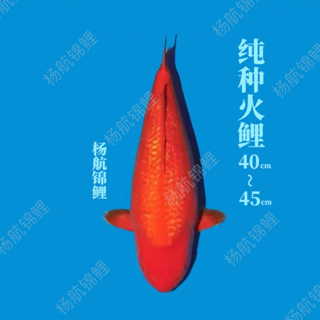 【杨航锦鲤】血统丹顶红白非写白写大正昭和赤目芥子冷水观赏鱼