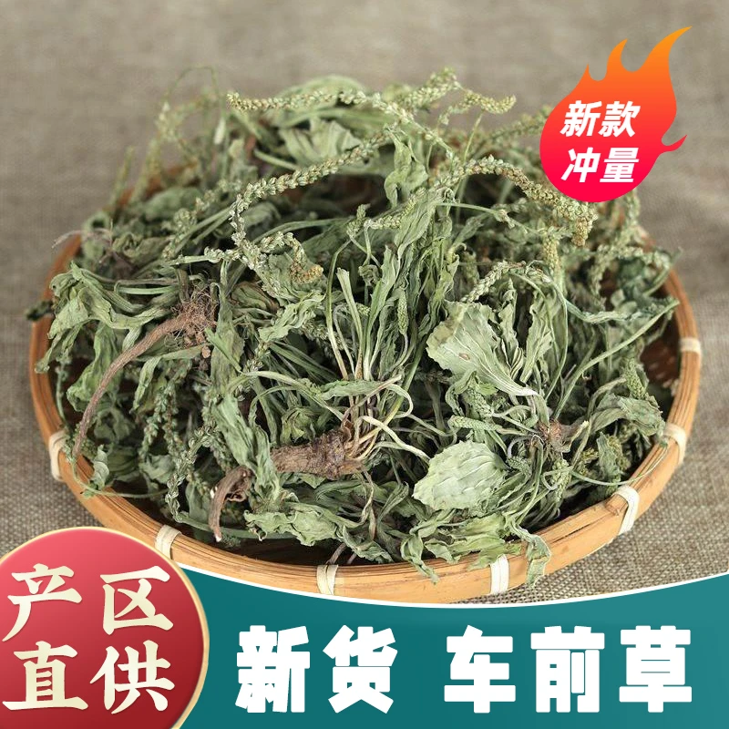 新货车前草干货 正品泡茶新鲜干货车钱草泡水喝车前子整棵车前草