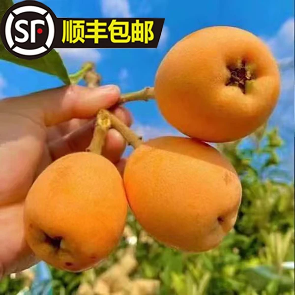 顺丰空运包邮——贵州高原农户自种新鲜采摘现摘现发枇杷3-5斤
