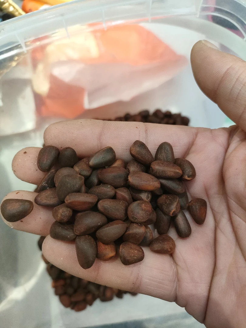 水煮五香松子一斤解馋零食