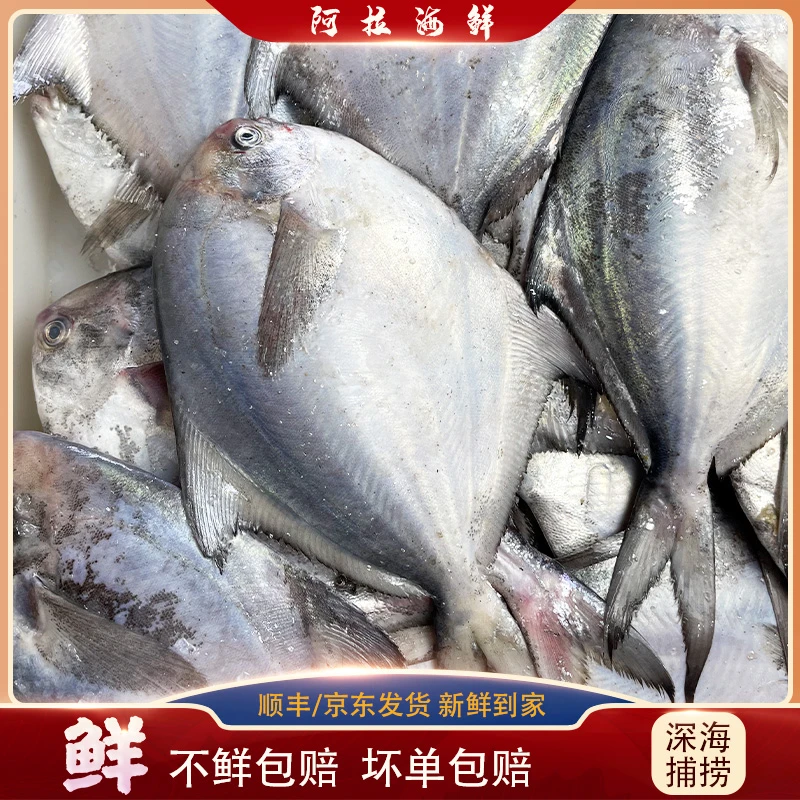 东海野生海鲜 银鲳鱼白鲳 3斤
