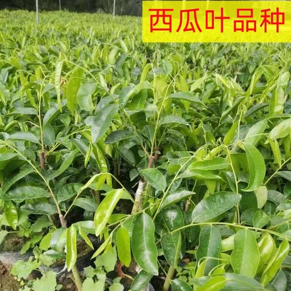 【春节不打烊】正宗原一代芽条嫁接绿奇楠沉香苗原土杯发货
