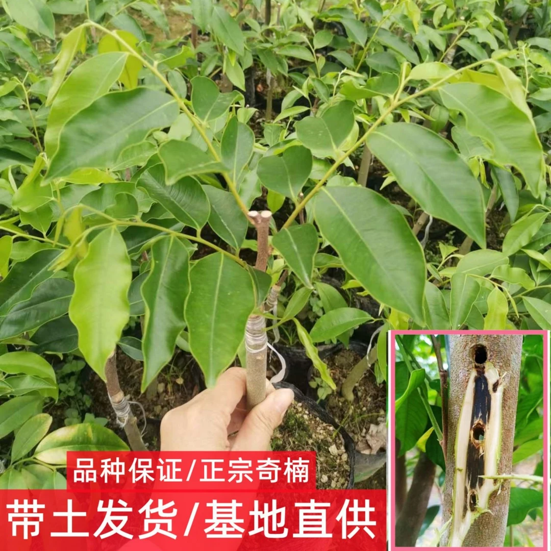 【春节不打烊】（虎斑紫棋）原一代芽条嫁接正宗奇楠沉香苗绿奇楠