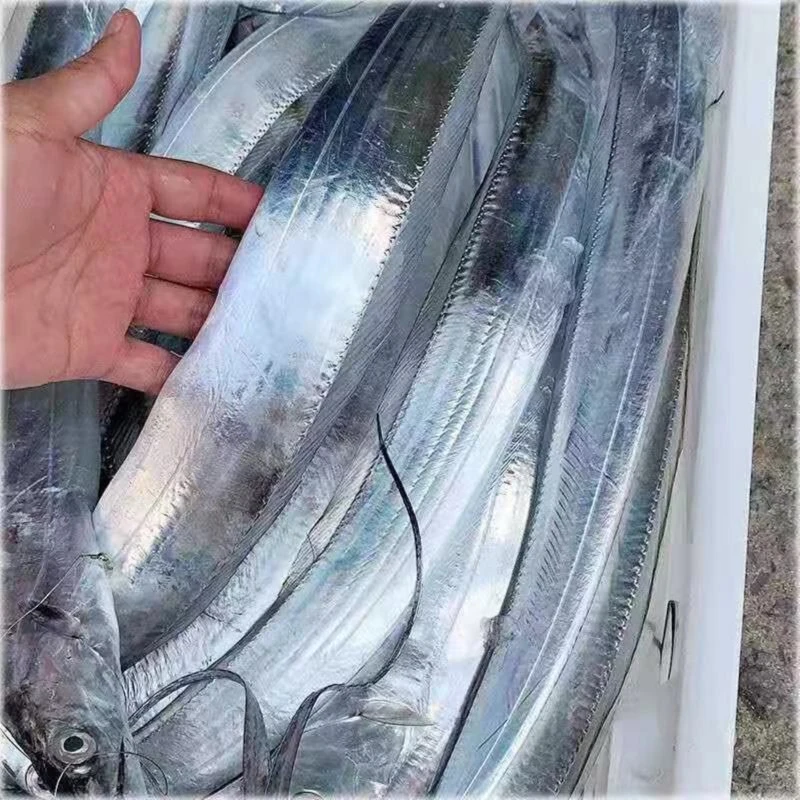 新鲜海捕钓带鱼 AAA级大带鱼/整条带鱼 多种规格 5斤*10斤