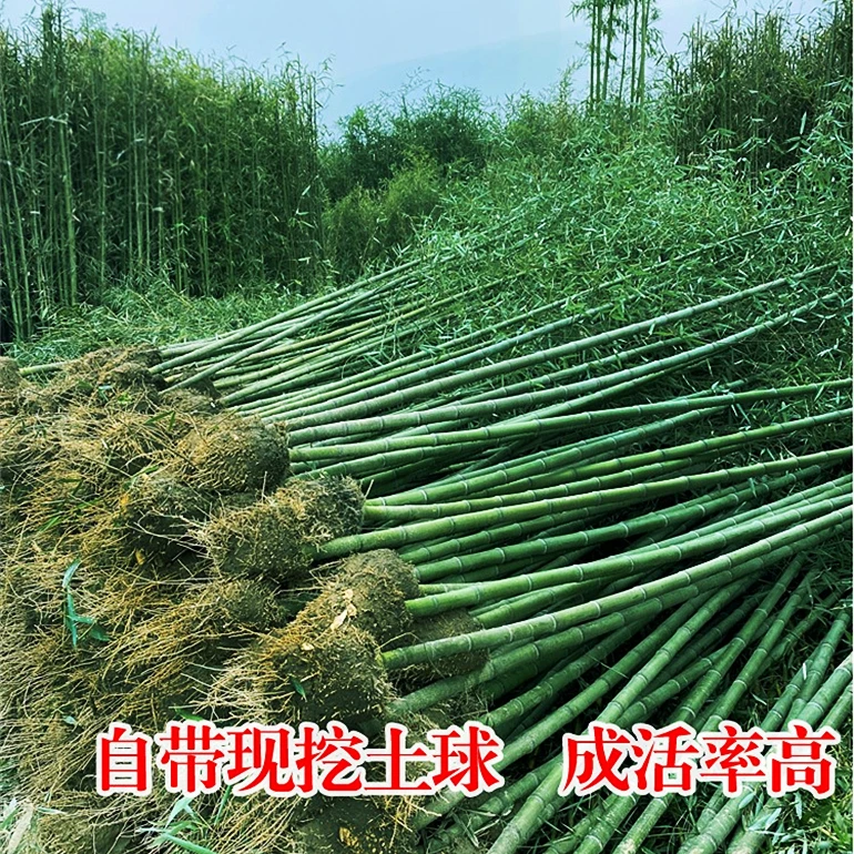 毛竹苗楠竹苗竹子苗大型竹苗庭院小区围墙盆栽四季长青耐寒抗冻