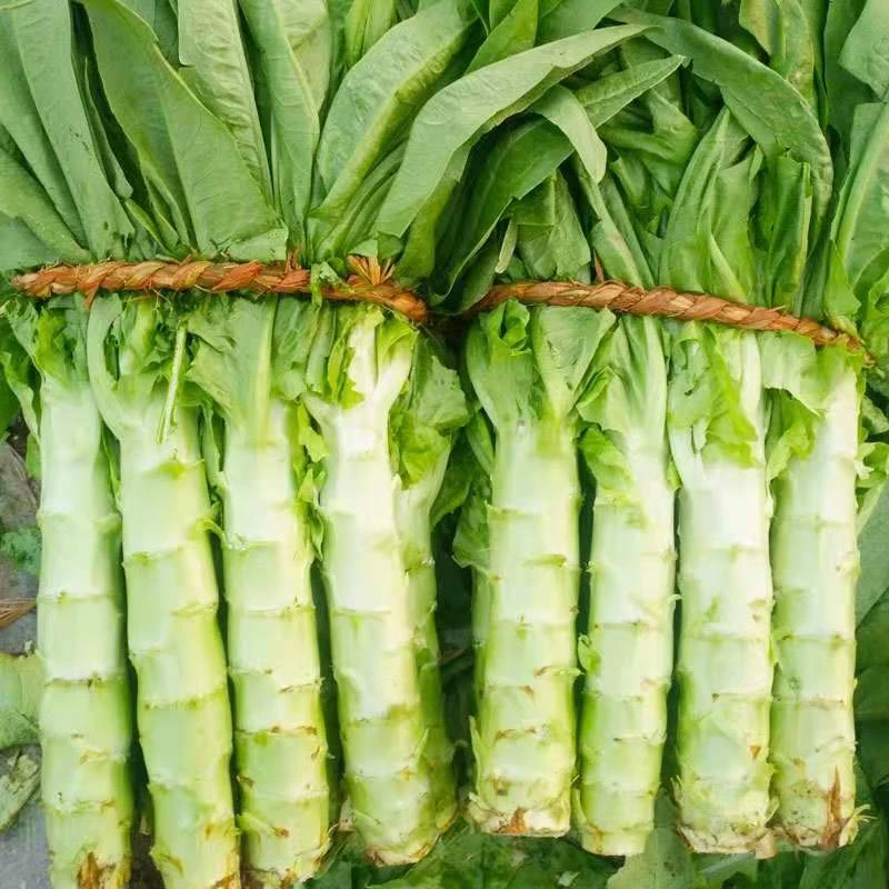 【满5包包邮】莴苣种籽香莴笋四季莴苣种子莴笋菜种籽种孑秋冬季