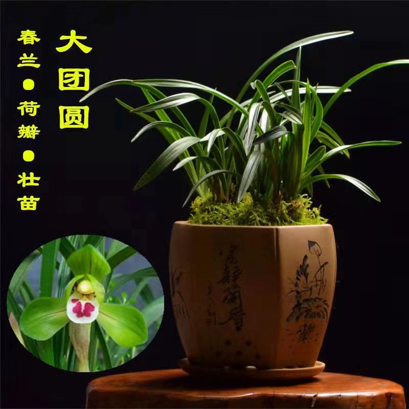 【大团圆】春兰矮种荷瓣兰花苗 室内桌面绿植花卉盆栽 养兰经典名品