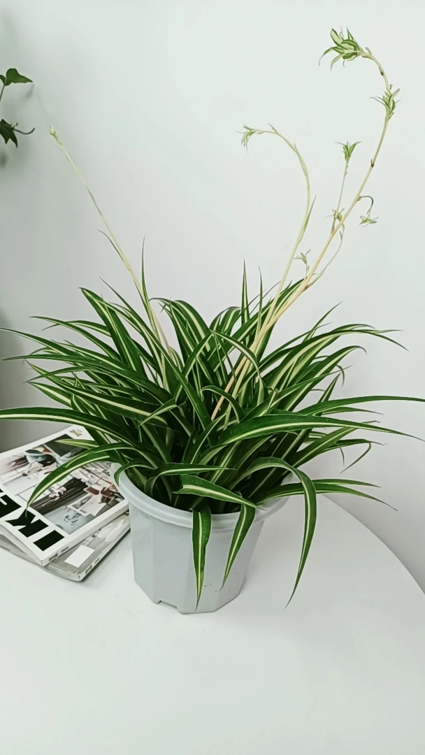 大盆金心吊兰绿植盆栽花卉土培水养水培室内好养