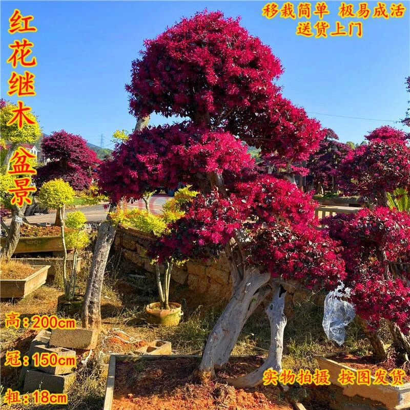 精品大老桩红花继木美化庭院高端大气地栽盆栽四季不落叶别墅绿植