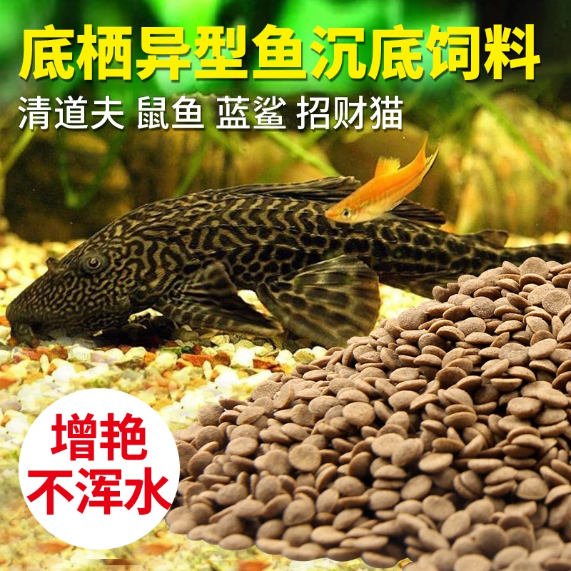 JONSANTY/宠尚天异型鱼清道夫鼠鱼底栖鱼下沉蓝鲨沉底鱼粮饲料