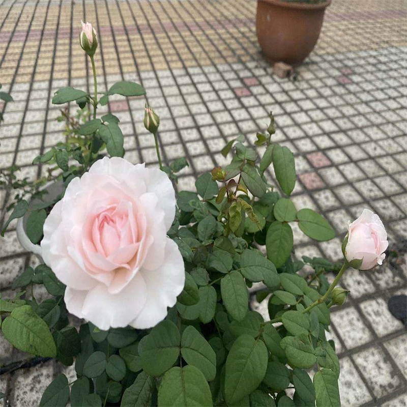 欧洲月季草莓奶昔中苗浓香大花阳台庭院花卉原盆原土包对版