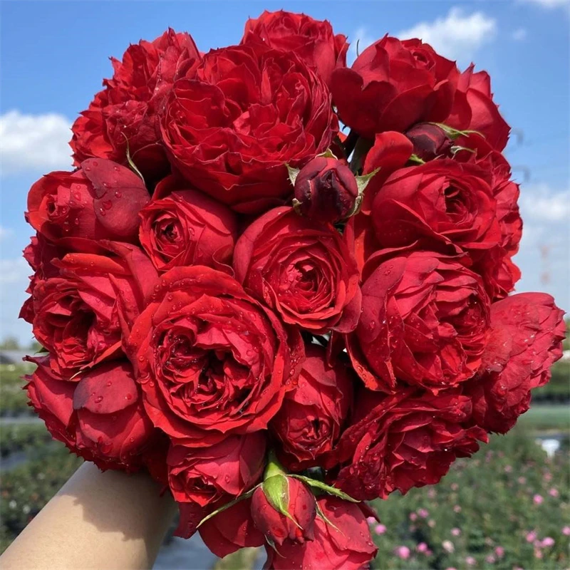 微月红苹果中苗大花切花抗病性耐热性好原盆原土包对版到手鲜活