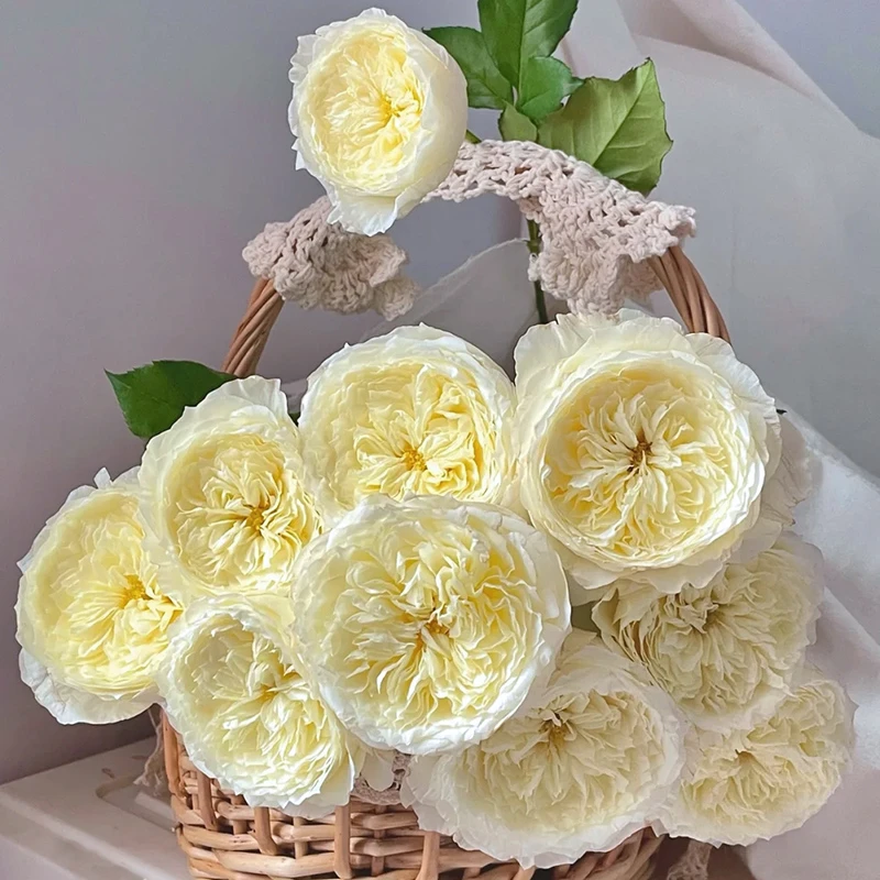 惠惠的花园奥斯汀月季 耐心 切花大花多季勤花浓香花卉盆栽
