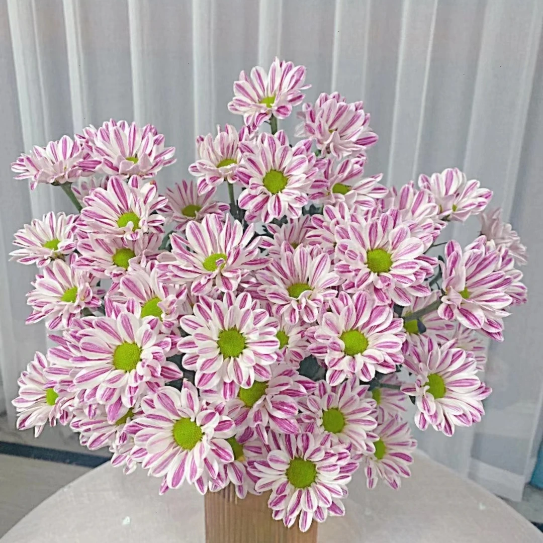斑纹小雏菊  云南昆明发货粉色客厅美观花期长 鲜花 耐看