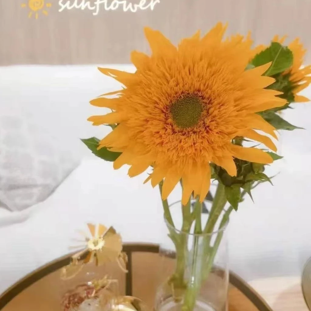 “浪漫七夕礼”重瓣向日葵（泰迪熊 ）云南昆明发货黄色美观客厅美观