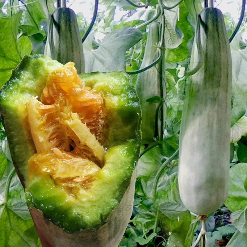 羊角蜜甜瓜种籽特甜香瓜种子高糖薄皮全国春季种植水果种孑成熟
