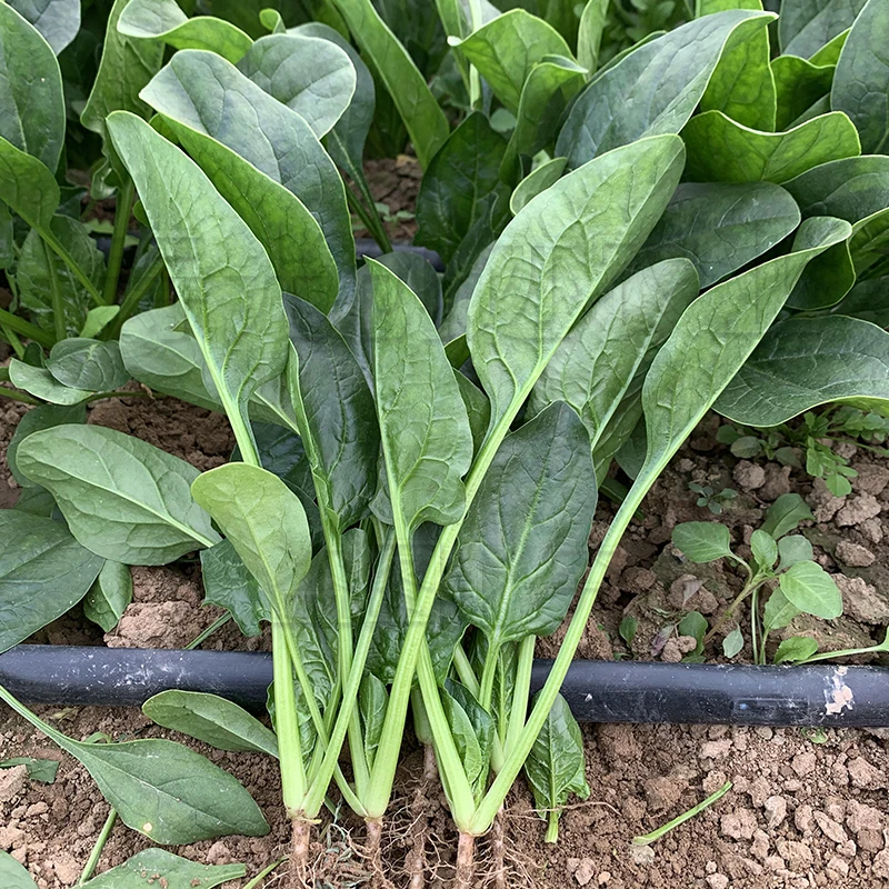菠菜种籽农家四季菠菜种子大叶菜种籽耐寒耐热菠菜种子盆栽蔬菜籽