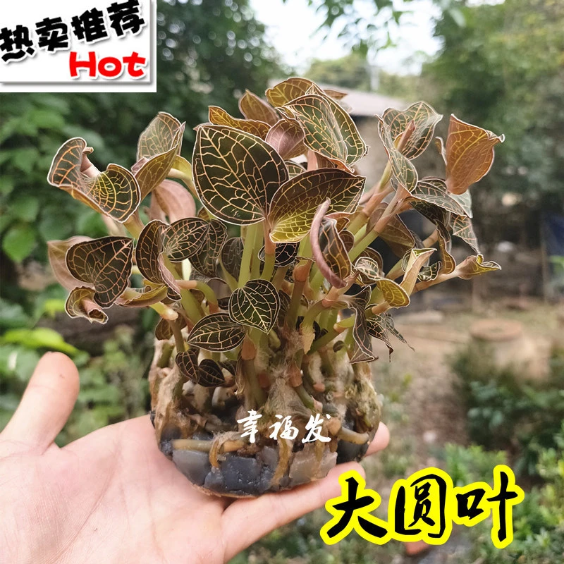 福建大圆叶金线莲苗种苗盆栽一瓶28棵左右送营养土和种植说明