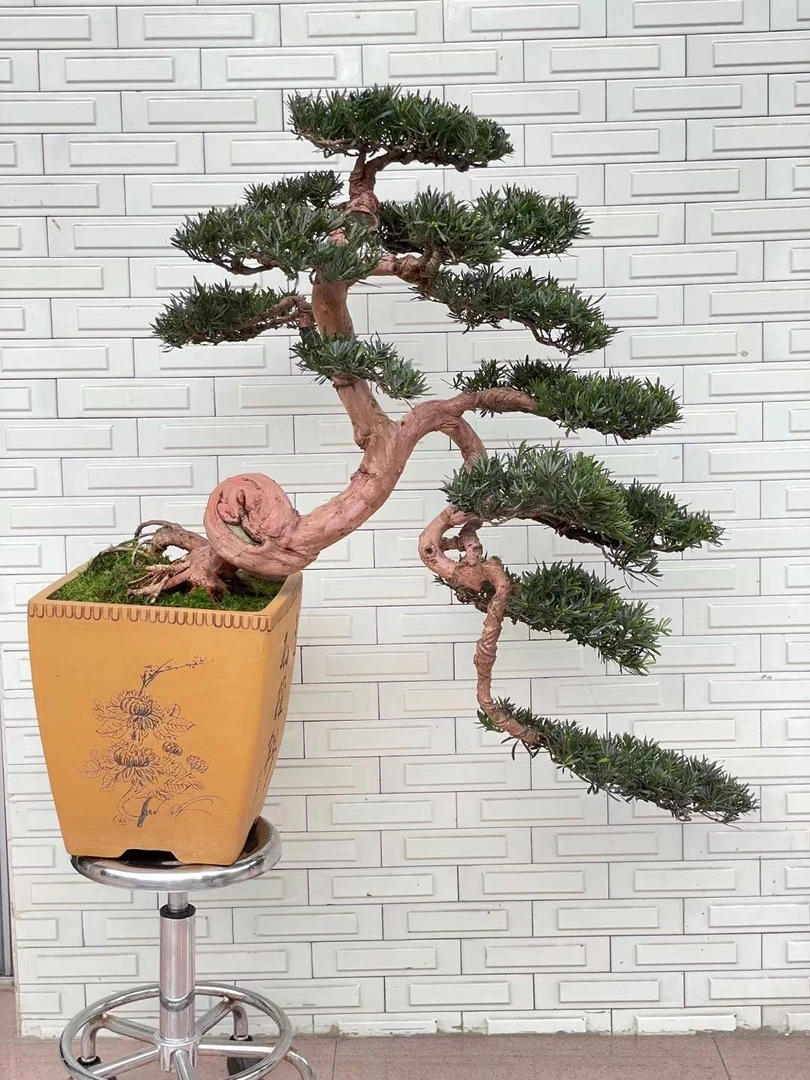 罗汉松盆景直播下单链接