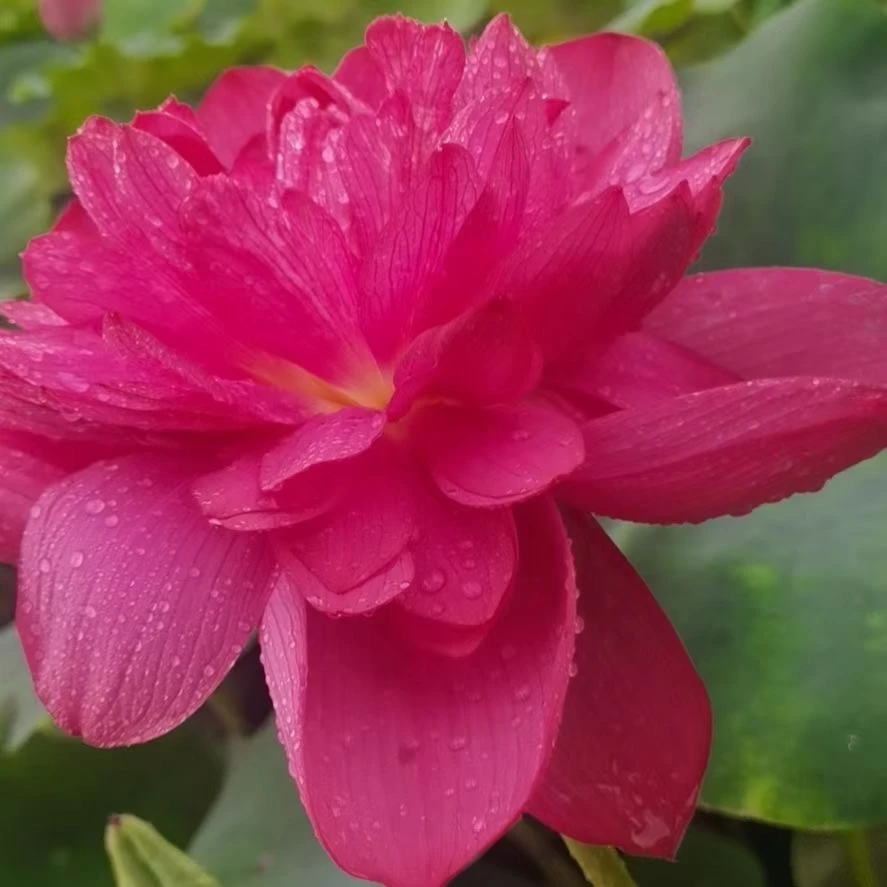 观赏荷花 发货快 品质放心