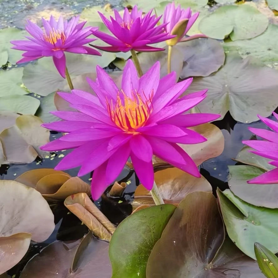 睡莲 艾丽卡侦探 耐寒 花色艳丽