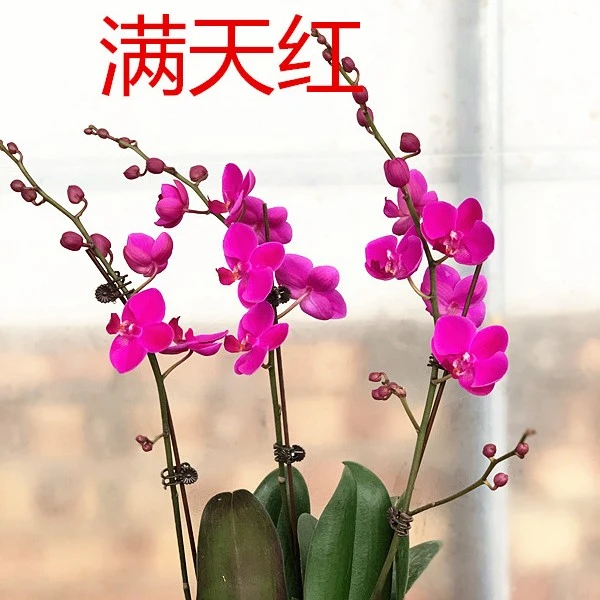 【满天红】室内花卉蝴蝶兰——满天红苗3.0寸