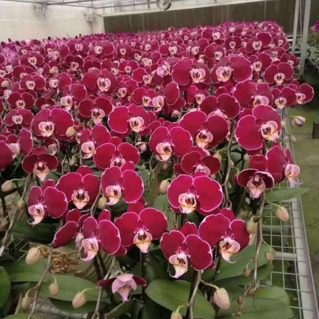 【幻影】室内花卉蝴蝶兰3.5寸不带花剑