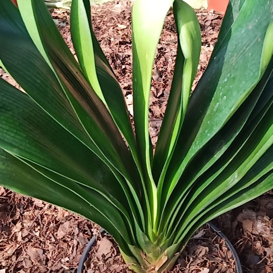 君子兰每年都会蜕老叶老根，涨新叶新根，没有完美无瑕，看好在拍