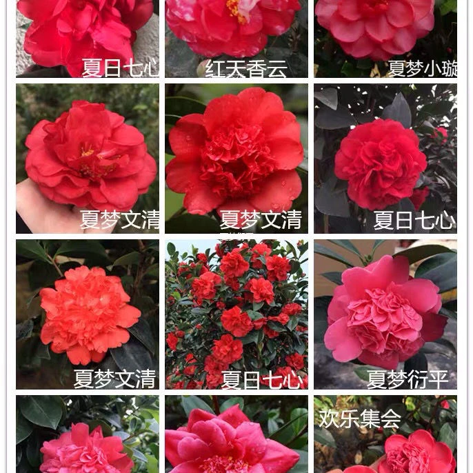 四季茶花苗国色 七心 文清 衍平小旋四季开花阳台庭院好养绿植