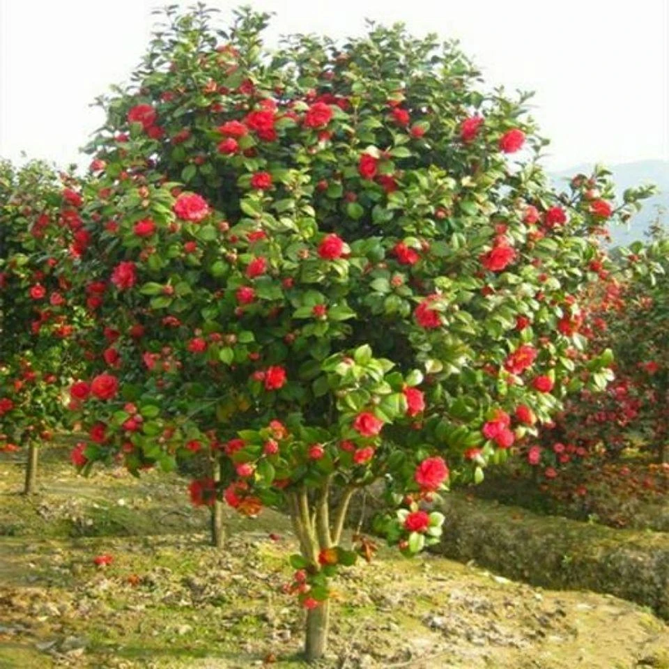 耐冬茶花,大红色花苞