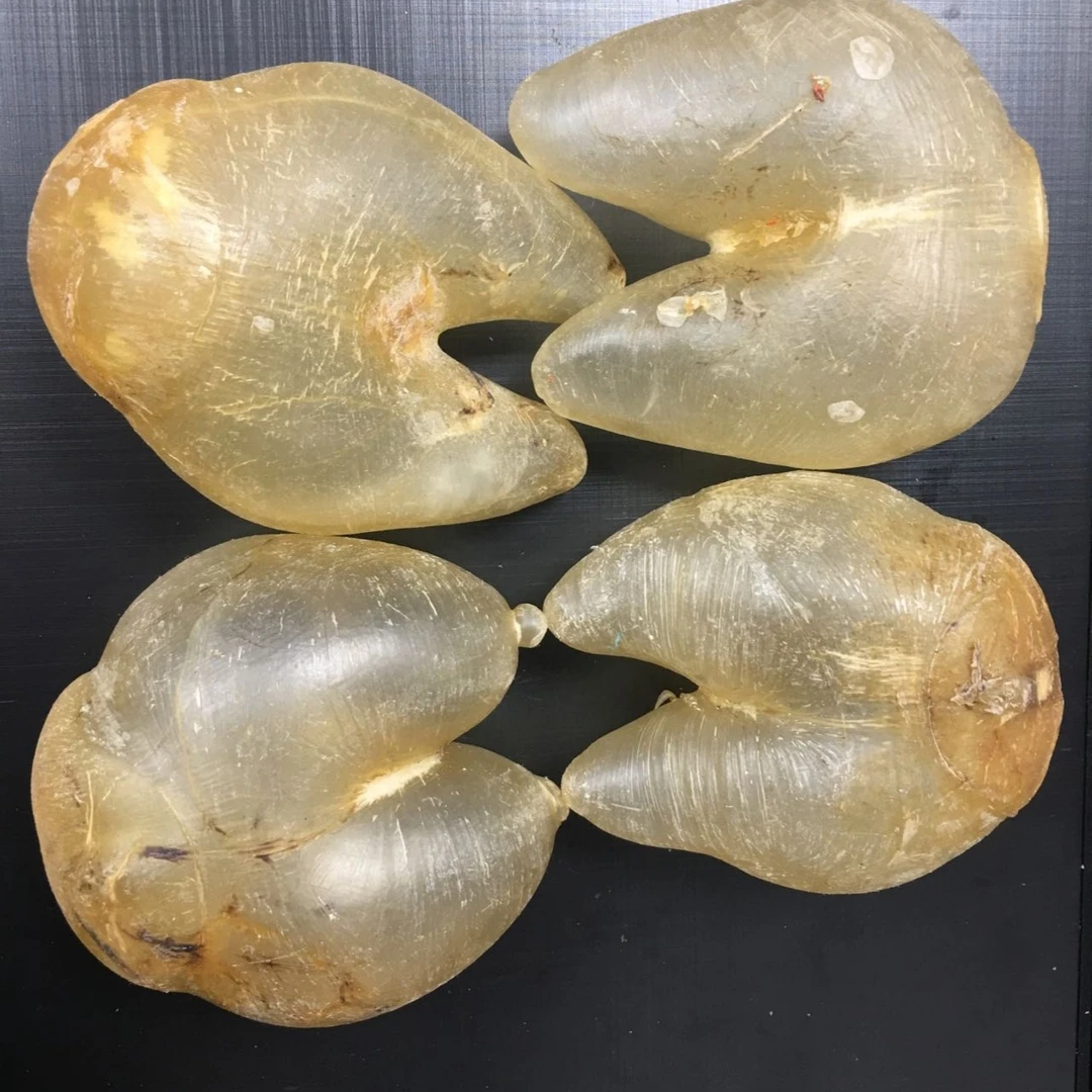 广东汕头鸡泡鱼胶130左右 250g-500g