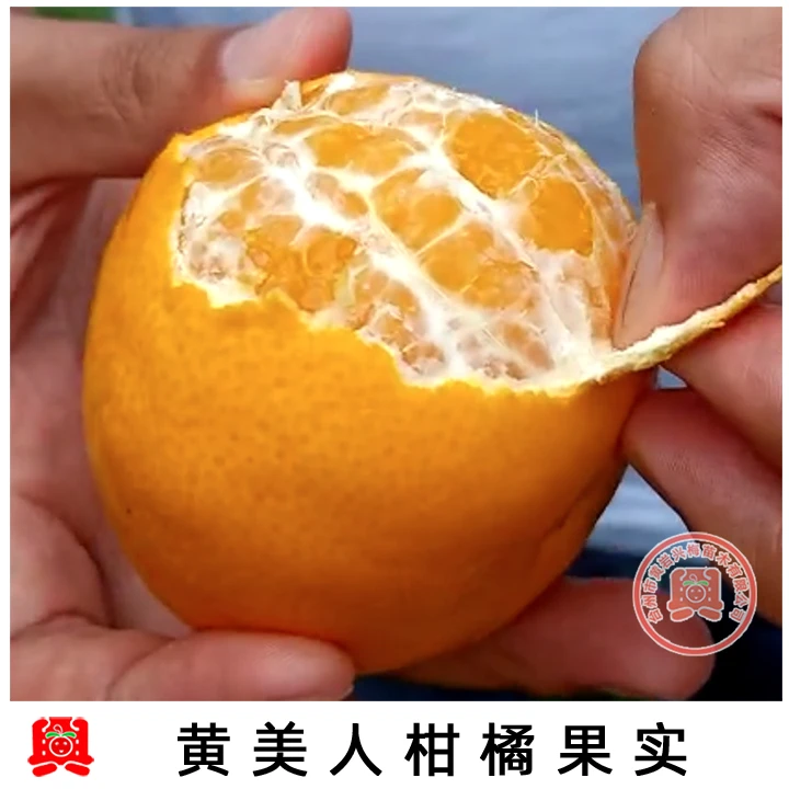 4年 黄美人移栽苗果树苗栽种分枝种植枝条成活率栽种分枝种植枝条