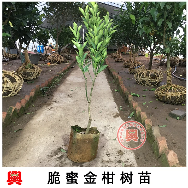 脆蜜金柑苗木室内绿化苗别墅庭院植物新品种常绿发货下单栽培带土
