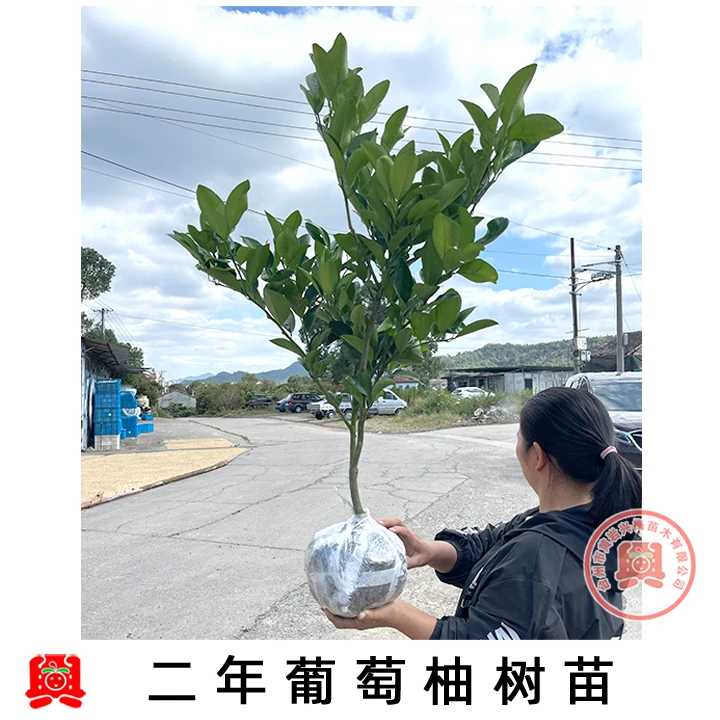 2年苗正宗嫁接葡萄柚子苗葡萄柚树苗盆栽地栽葡萄柚果树苗庭院种