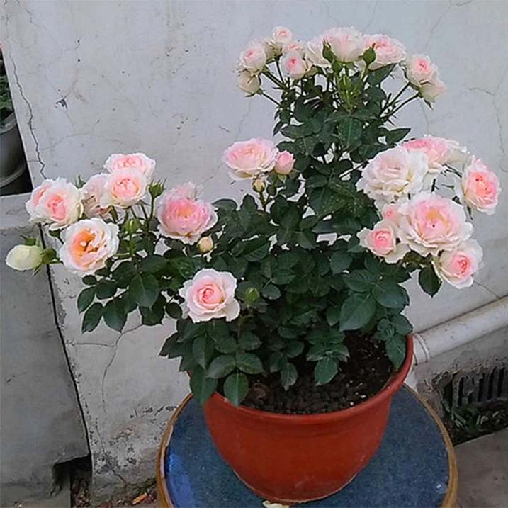 阳台月季花苗盆栽白桃妖精浓香观花绿植四季花卉粉色玫瑰花苗