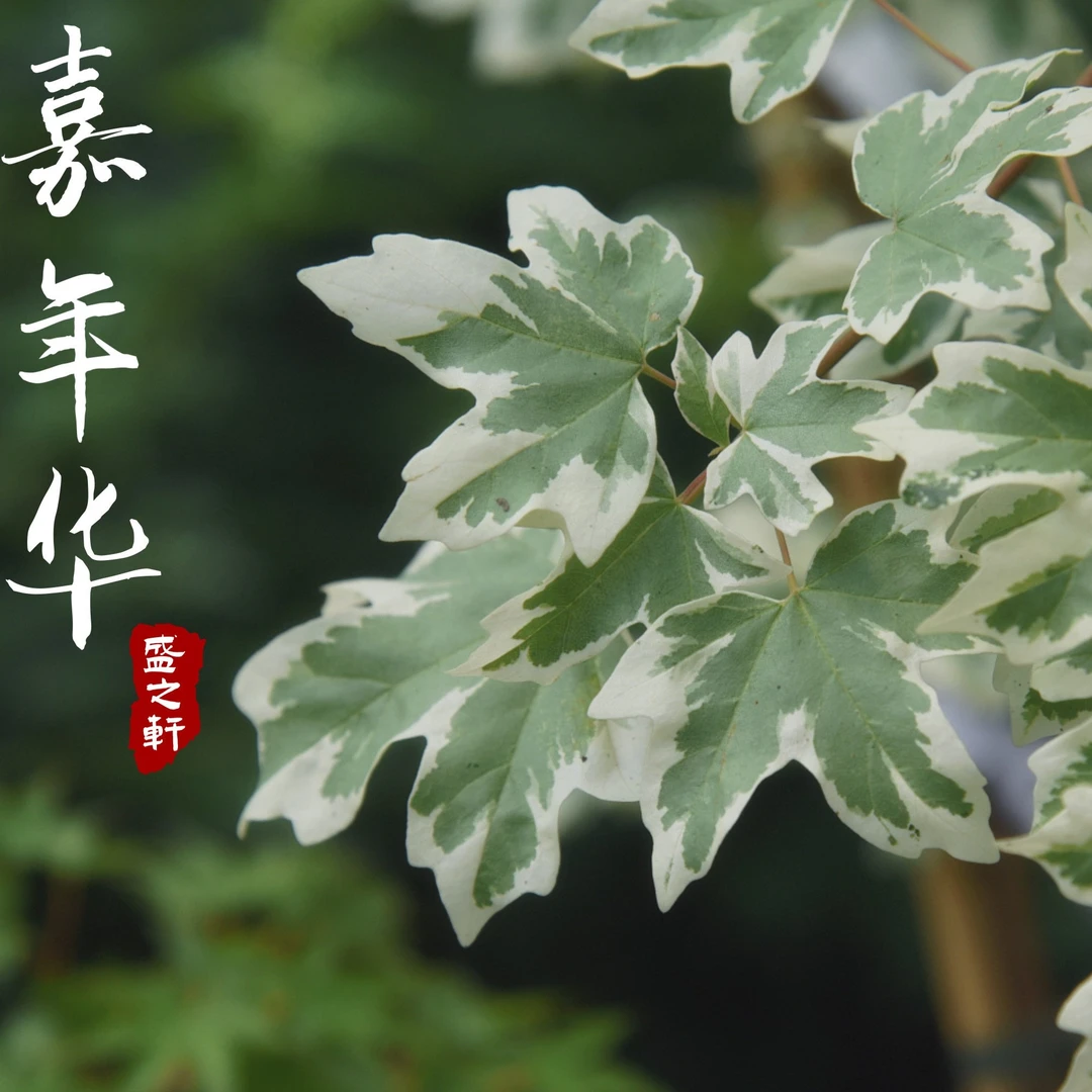 【直播间一物一拍】盛之轩枫树岭阳台园林花园盆栽枫树直播链接