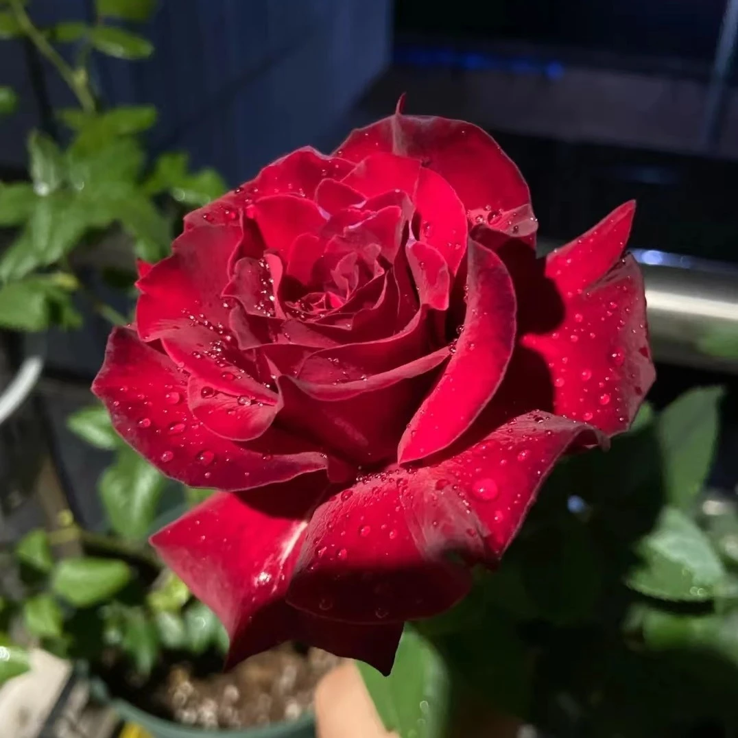 花知述 天家胭脂/红丘 大花抗病灌木室外阳台四季花开月季盆栽