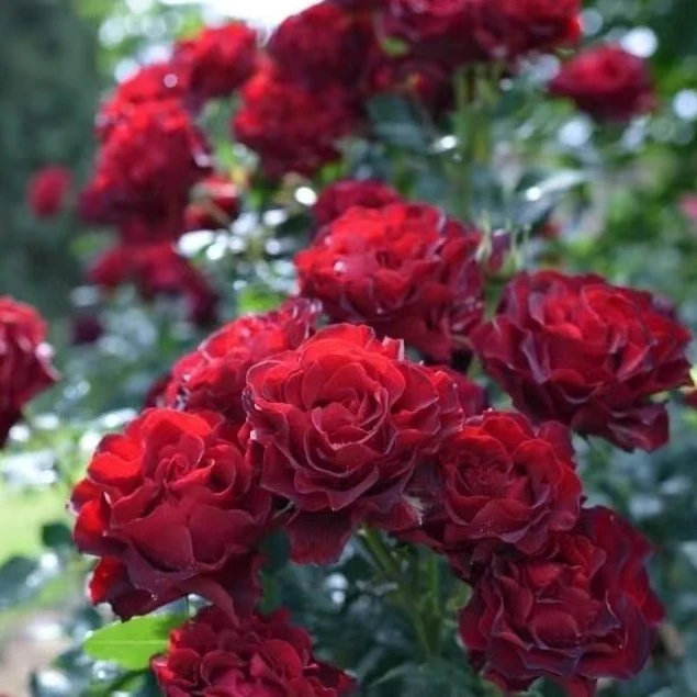 【成都仓】花知述  纪念芭芭拉多头勤花抗病灌木月季盆栽