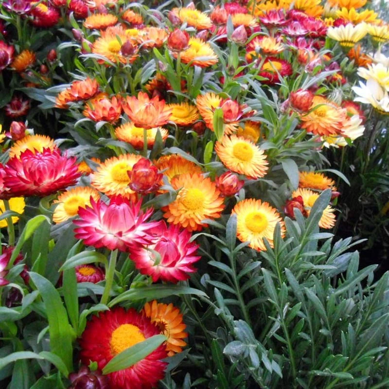麦秆菊种子蜡菊花种子园林景观花海工程绿化花卉盆栽易活花种籽子