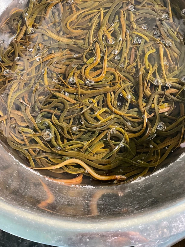 《稻田鳝鱼3斤》（4钱到8钱之间）包邮包活。