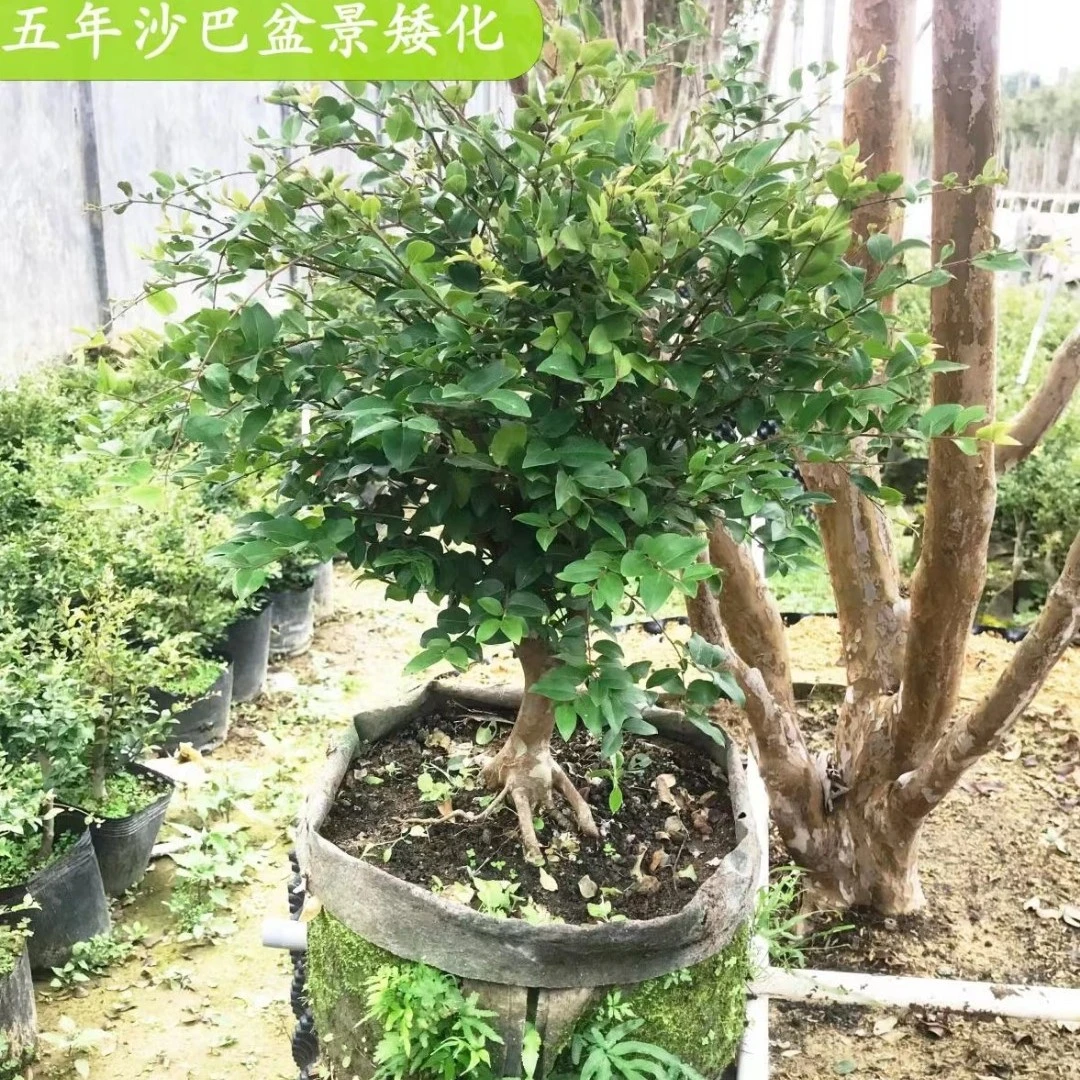 盆景七年沙巴嘉宝果树苗阳台庭院观赏台湾树葡萄树苗绿植
