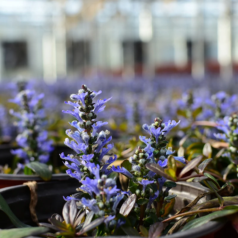 罗曼的花园紫叶筋骨草盆栽苗巧克力碎片宿根地被耐寒耐热好养植物