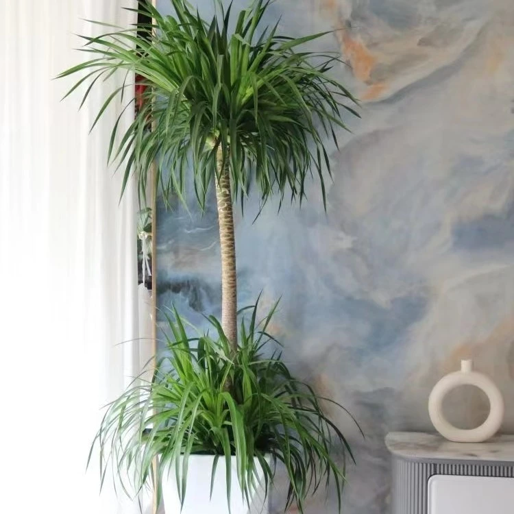 龙血树绿植盆栽大型植物客厅室内多头叶造型老桩吸收甲醛净化空气