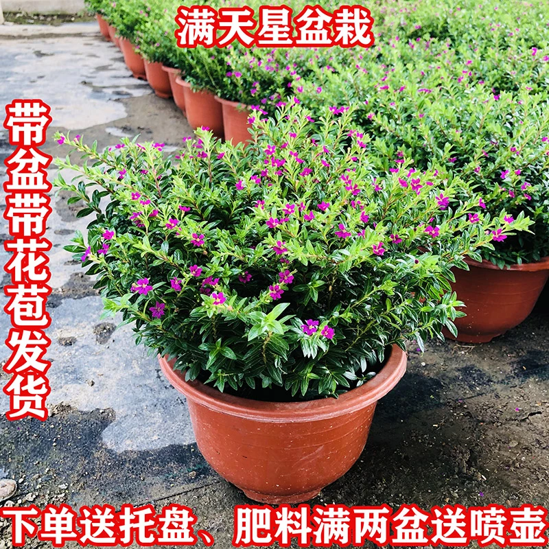 满天星盆栽阳台室内客厅好养花卉绿植四季开花不断带花苞观花植物