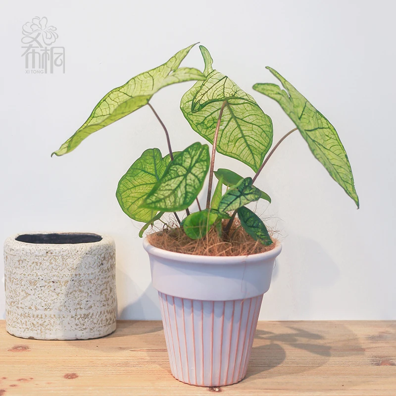 【铺面椰丝】进口天然椰丝盆栽绿植铺面鸽子鸟类垫窝孵蛋使用实惠