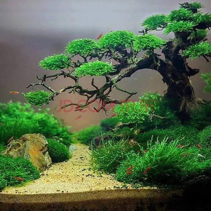 莫斯树订制,鱼缸造景莫斯树景观沉木造景成品素材水草缸骨架