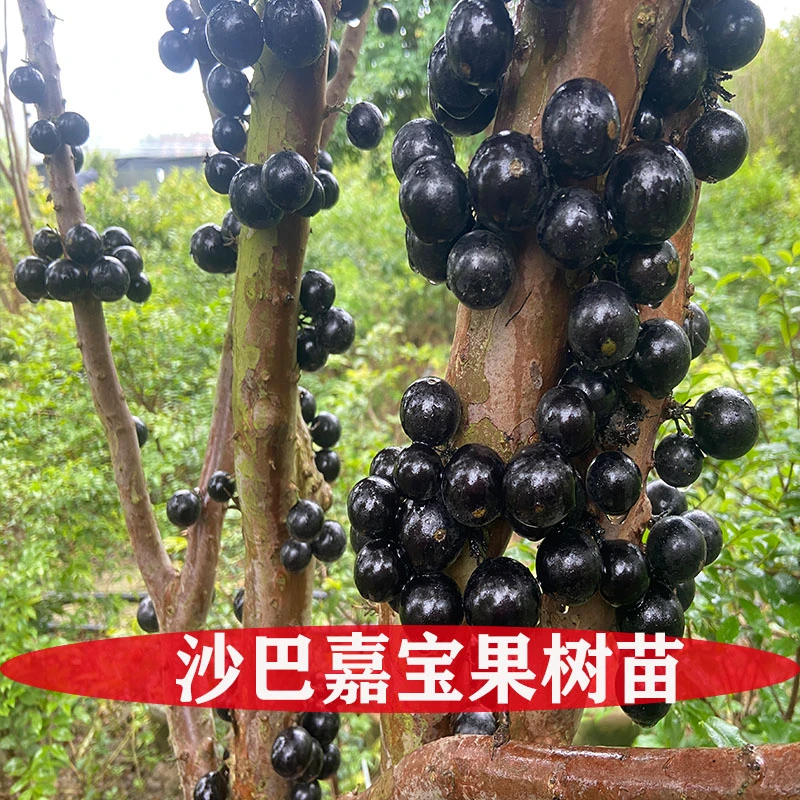 嘉宝果苗四季早生嘉宝果树苗艾斯卡嘉宝果树苗沙巴嘉宝果树苗盆栽