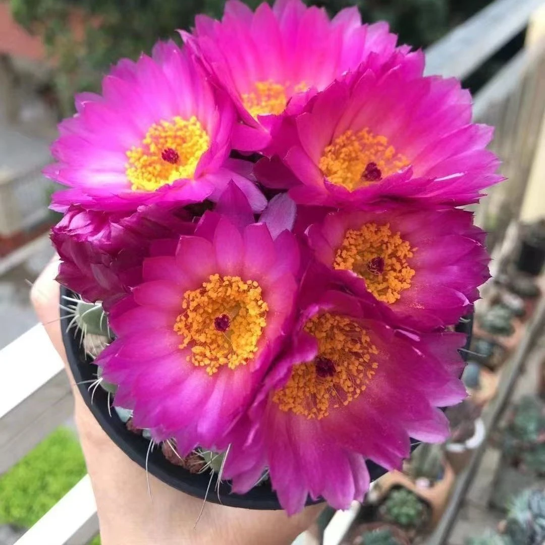 实生眩美玉仙人掌多肉植物绯花玉防辐射阳台花卉绿植